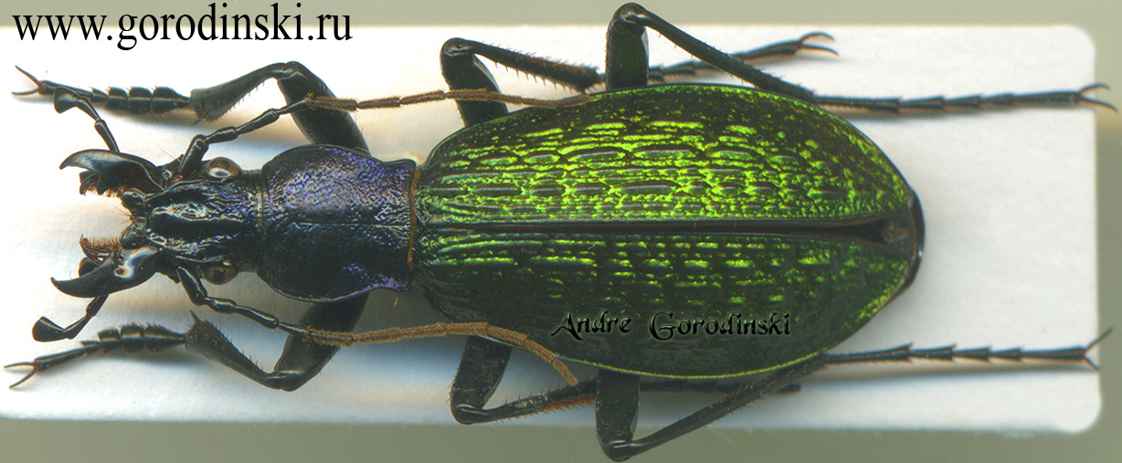 http://www.gorodinski.ru/carabus/Aristocarabus romanowi seticollis.jpg